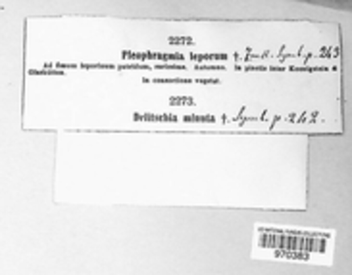 Pleophragmia leporum image